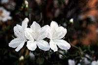 Heirloom Azalea Blanco Flower Seeds, Non-GMO, White Blooms for Shade Garden Borders for planting in home garden