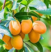 New Fresh 60pcs Mango Fruit Seeds - Sweet Mangoes for Tropical Gardens and Orchards 100 pcs