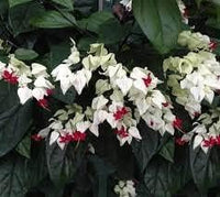 Clerodendrum Flower Seeds – Heirloom, Non-GMO, Tropical Garden Blooms for Vibrant Planting