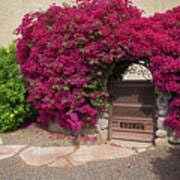 Patio Potted Flower Seeds – Heirloom Non-GMO Seeds for Colorful and Compact Container Gardening