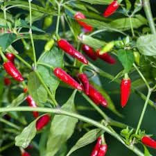 Guam Boonie Vegetable Seeds for Planting - 100 pcs