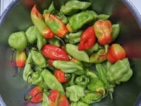 Trinidad Pimento Pepper Seeds for Planting - 100 pcs