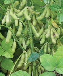 Soybean Glycine max seeds for garden planting