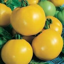 Yellow Hybrid Tomato Solanum lycopersicum for planting in urban garden