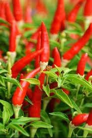 Chile Pepper Vegetable Seeds for Planting - 100 pcs