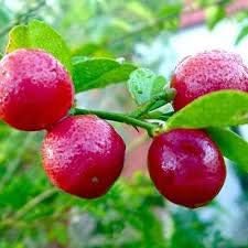Red Lemon Citrus limon seeds for planting in home garden