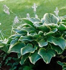 Hosta Plant Seeds Heirloom Non GMO Planting - 100