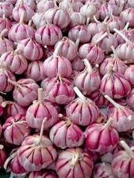 Garlic Seeds for Planting - 100 pcs