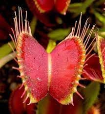 Heirloom Non-GMO Venus Plant Seeds for Unique Carnivorous Garden and Terrarium Planting