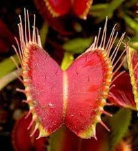 Heirloom Non-GMO Venus Plant Seeds for Unique Carnivorous Garden and Terrarium Planting