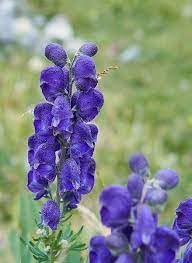 Heirloom Wolfsbane Flower Seeds for Garden Planting, Non-GMO, Tall Spiked Blooms for Shaded Borders - Wolfsbane for planting in home garden