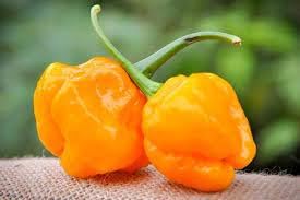 MOA Yellow Scotch Bonnet Pepper Seeds for Planting heirloom & Non-GMO Seeds