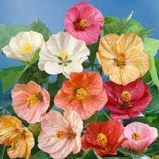Heirloom Abutilon Flower Seeds, Non-GMO, Bell-Shaped Blooms for Garden Borders and Pots for planting in home garden