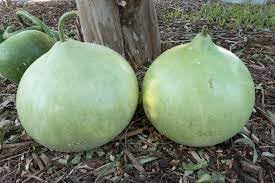 Corsican vegetable seed mix for garden planting