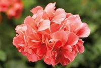 Pelargonium Flower Seeds for Planting, 100