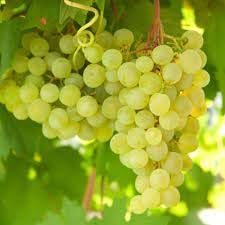 Lakemont white grape Fruit Seeds