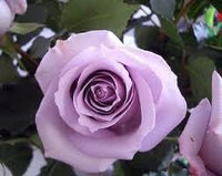 Heirloom Non-GMO Lavender Rose Flower Seeds for Planting – Fragrant Romantic Garden Blooms