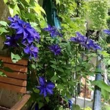 Climbing (Climbing scientific name) for planting in garden