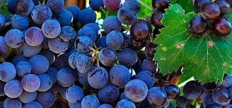 Winterberry Holly Seeds - Decorative Red Berries for Your Garden 100 pcs