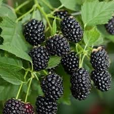 Mulberry Fruit Seed Set for Growing Sweet, Juicy Mulberries 100 pcs