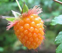 Salmonberry Fruit Seeds for Growing Sweet and Tangy Berries 100 pcs