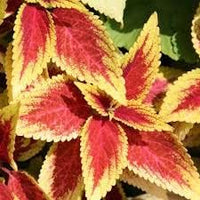 Heirloom Yellow Red Coleus Flower Seeds for Planting – Non-GMO, Vibrant Ornamental Foliage Variety