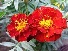 Heirloom Marigold Flower Seeds for Planting 100