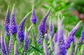 Heirloom Veronica Purple Flower Seeds, Non-GMO Spiked Blooms for Pollinator-Friendly Garden Planting for planting in home garden