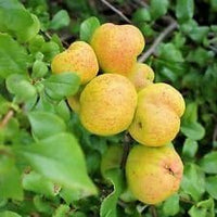 New Fresh 15pcs Yellow Cydonia Pome Fruit Seeds - Aromatic, Fragrant Quinces to Grow at Home 100 pcs