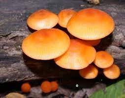 Orange Mushroom Seeds for Planting - 100 pcs