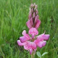 Onobrychis Flower Seeds for Planting, Heirloom, Non-GMO, 100 for planting in home garden