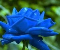 Dark Blue Rose Flower Seeds for Planting – Heirloom, Non-GMO Seeds for Garden Blooms