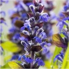 Organic Heirloom Non-GMO Blue Hyssopus Officinalis Seeds for Planting – Herbal Blooms