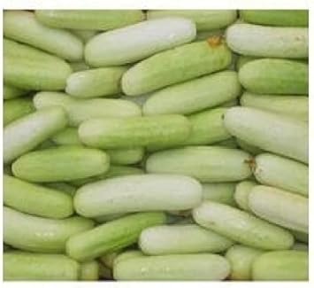 Light Green Cucumber Cucumis sativus seeds for garden planting