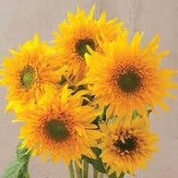 Heirloom Burst Sunflower Seeds – Non-GMO Vegetable Seeds for Planting