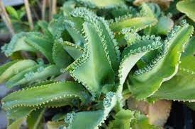 Organic Kalanchoe Plant Seeds for Planting – Heirloom, Non-GMO