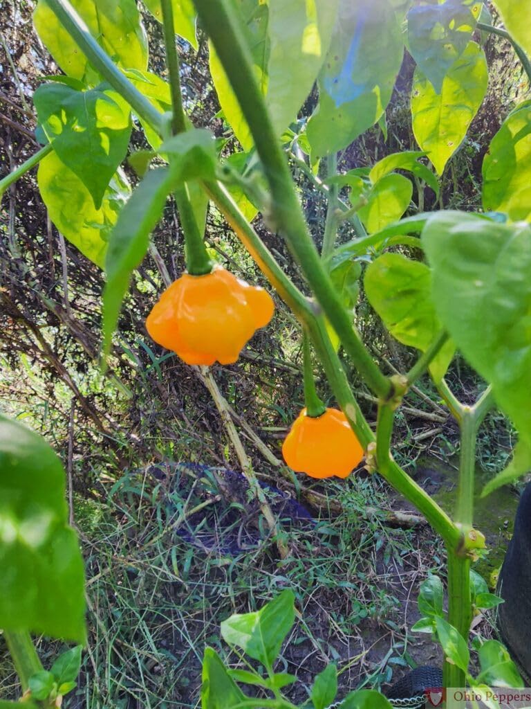 TFM Scotch Bonnet Pepper Seeds for Planting heirloom & Non-GMO Seeds