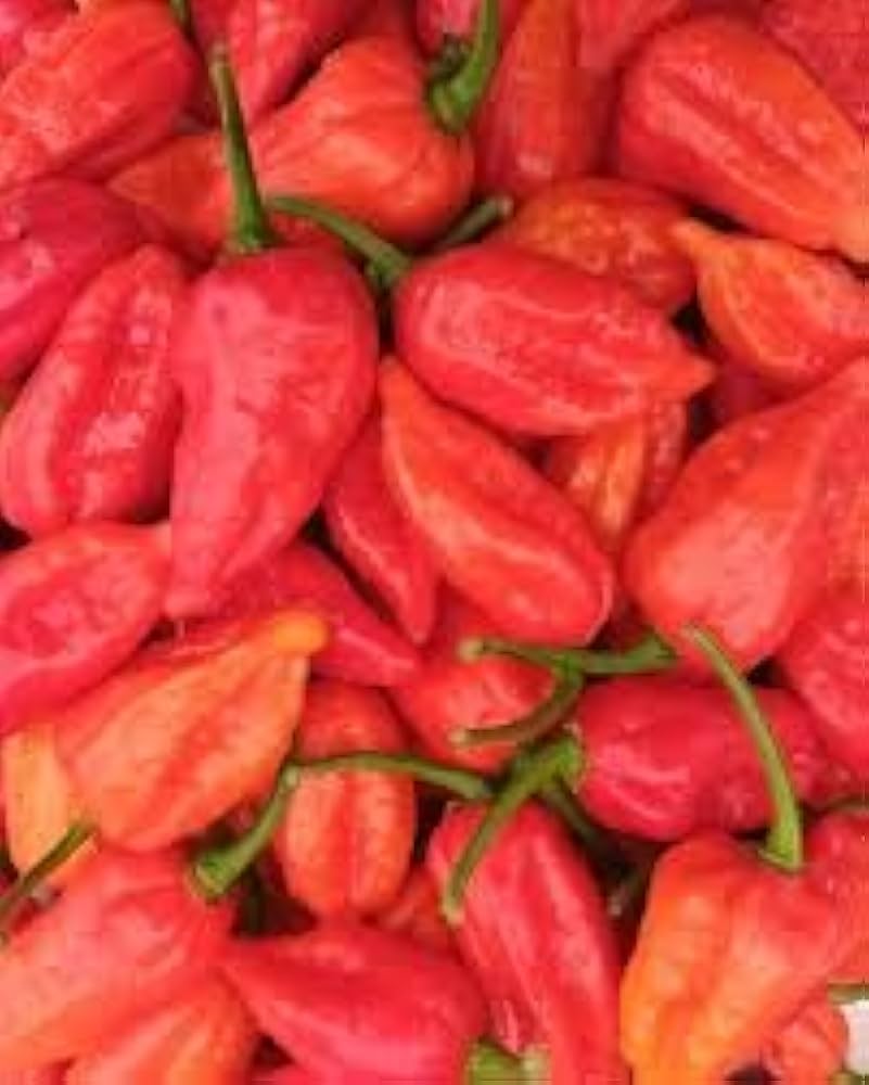 Naglah chile pepper plant grown from seeds with vibrant red pods and fiery flavor