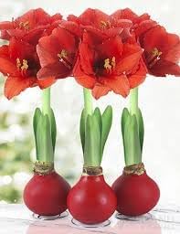 Heirloom Amaryllis Flower Seeds for Planting 100