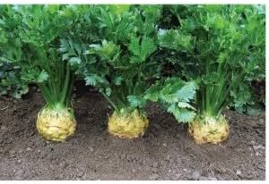 Celeriac Vegetable Seeds for Planting, 100 pcs