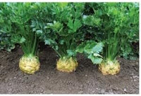 Celeriac Vegetable Seeds for Planting, 100 pcs