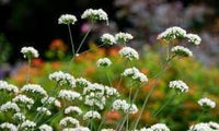 Valeriana Flower Seeds for Planting, Heirloom, Non-GMO, 100 for planting in home garden
