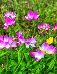 Astragalus Sinicus Flower Seeds – Heirloom Non-GMO Seeds for Nitrogen-Fixing and Garden Planting