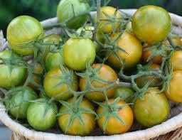 Green Zebra Cherry Tomato Vegetable Seeds – Unique Striped Tomatoes 100 pcs