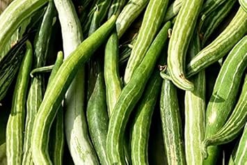 Snake Gourd Seeds for Gardening, 100 pcs