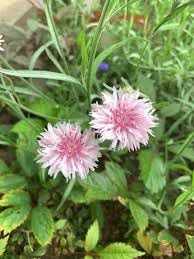 Cornflower Polka Dot Flower Seeds – Heirloom Non-GMO Seeds for Colorful Cottage Garden Planting