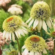 Light Yellow Echinacea Flower Seeds for Planting - Heirloom, GMO Free Seeds to attract Pollinators