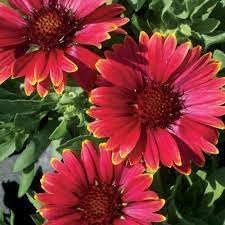 Heirloom Non-GMO Gaillardia Aristata Flower Seeds for Planting – Long-Blooming Perennial Wildflowers - Non-GMO for planting in home garden