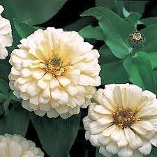 Heirloom Magellan Ivory Zinnia Flower Seeds for Planting – Non-GMO, Colorful Garden Blooms - Magellan for planting in home garden