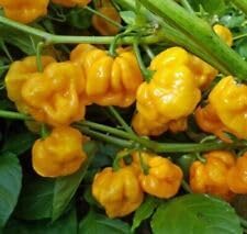 Jamaican Scotch Bonnet Pepper Seeds for Planting heirloom & Non-GMO Seeds